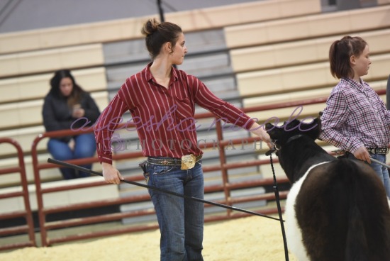 Youth Steer- Ring Shots