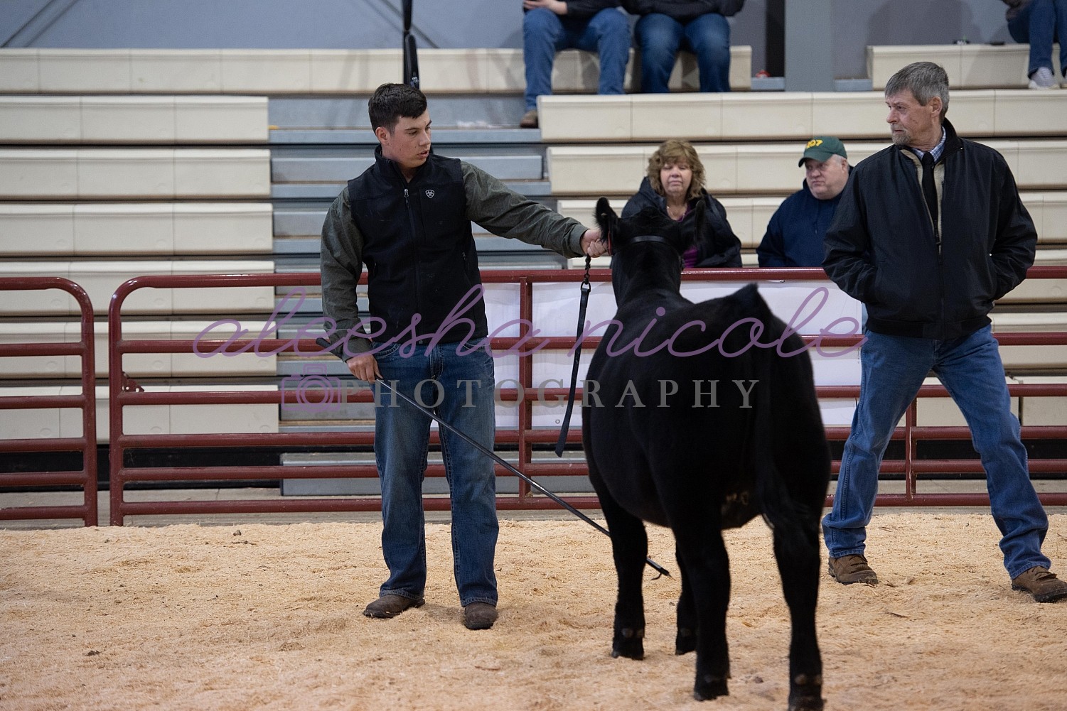 Aleesha Nicole Photography Jackpot Heifer Ring Shots Fryeburg Youth