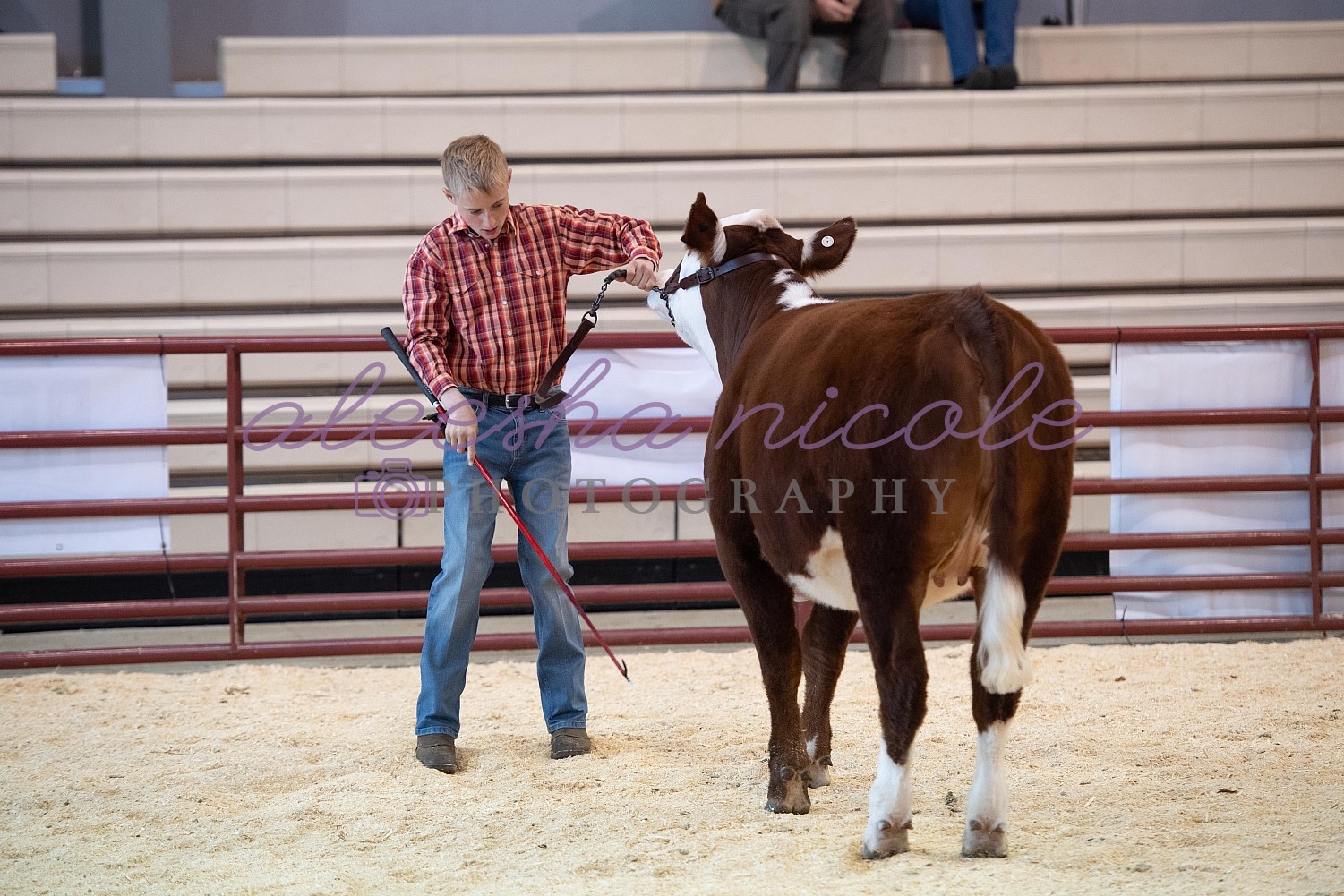 Aleesha Nicole Photography Youth Heifer Ring Shots Fryeburg Youth