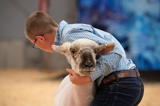 Market Lamb Show