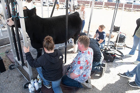 Behind the Scenes- Steer Show