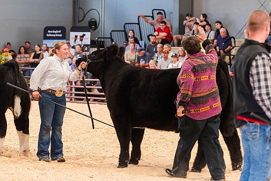 Market Steer Ringshots