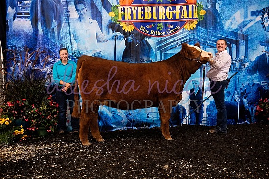 Wednesday-Hereford, Chi, Simmental-Backdrops