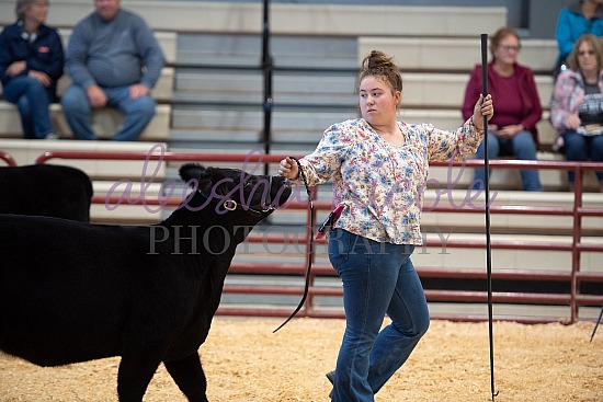 Thursday- Angus, Aberdeen + Shorthorn Ringshots