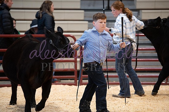 Youth Heifer Ring Shots