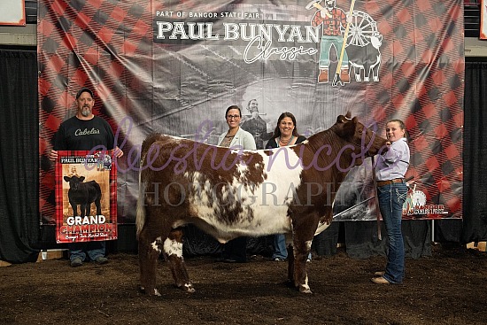 Market Steer Backdrops