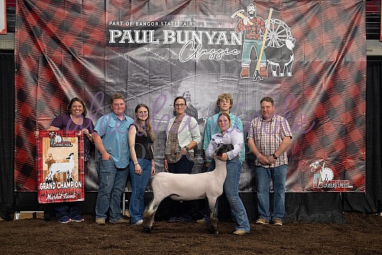 Market Lamb Backdrops