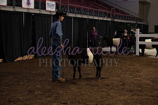 Paul Bunyan Beltie Classic Ringshots