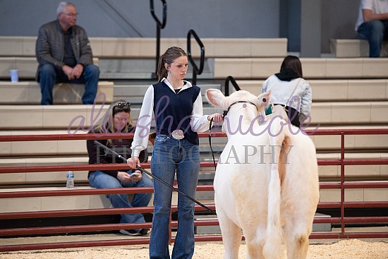 Youth Heifer Ring Shots