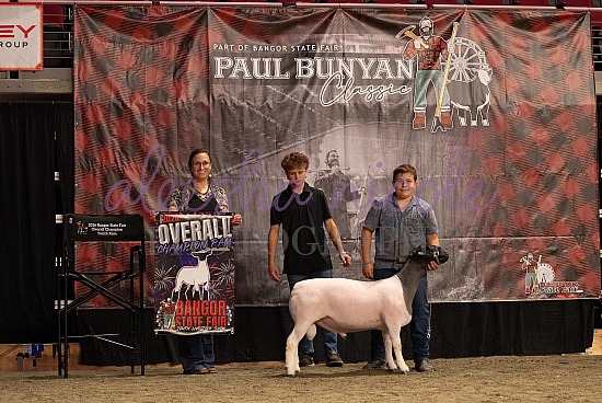 Breeding Sheep Backdrops