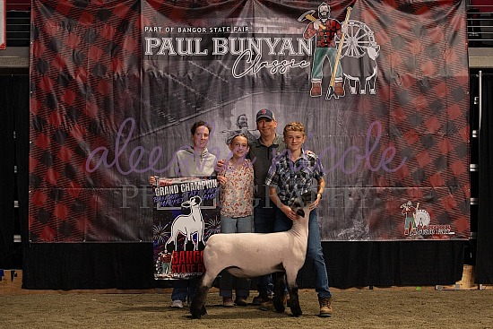 Market Lamb Backdrops