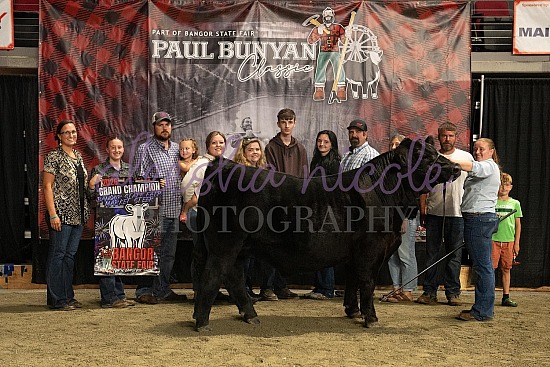 Market Steer Backdrops