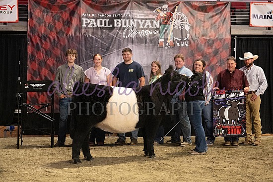 Beltie Backdrops